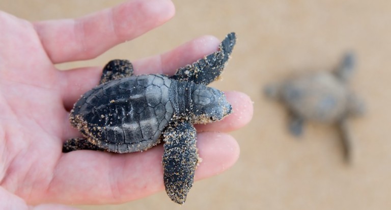Kosgoda-Sea-Turtle-Conservation-Project-copy1-1024x550.jpg